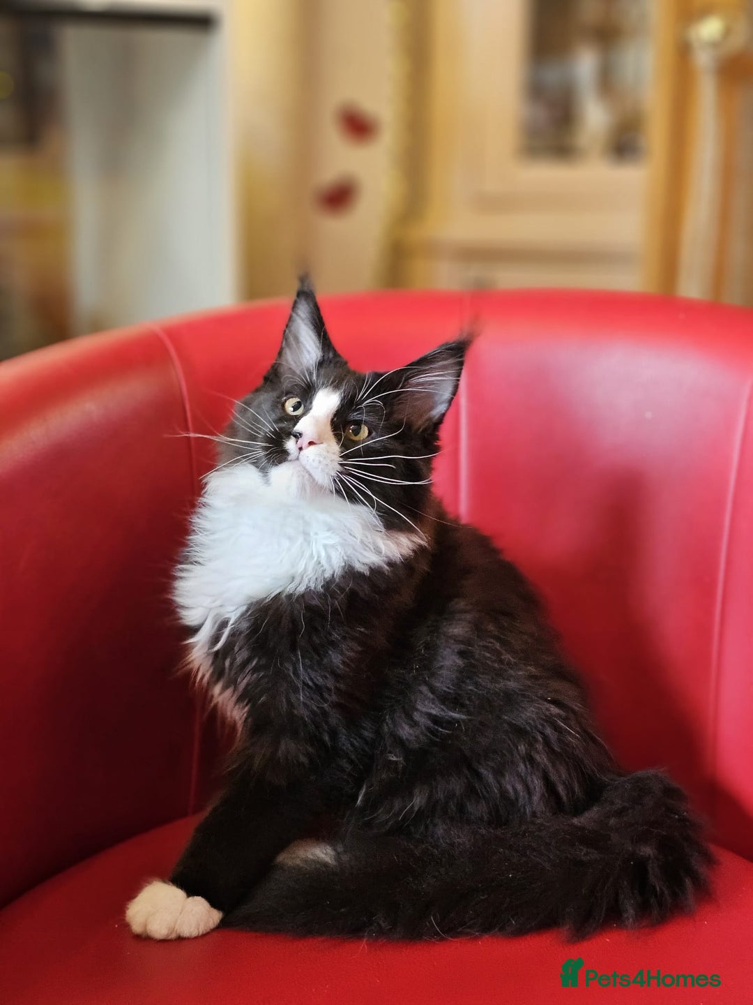 Maine Coon cats for sale: Pure breed Maine Coons Kittens  - Image 2