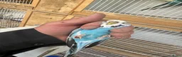 Budgerigars birds for sale: Budgies for sale  in Spalding - Advert 19