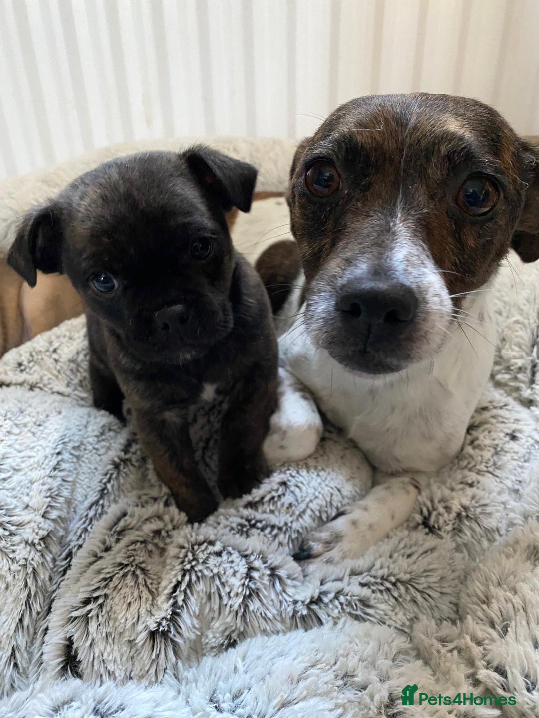 Jug dogs for sale: Two beautiful jug puppies - Advert 2