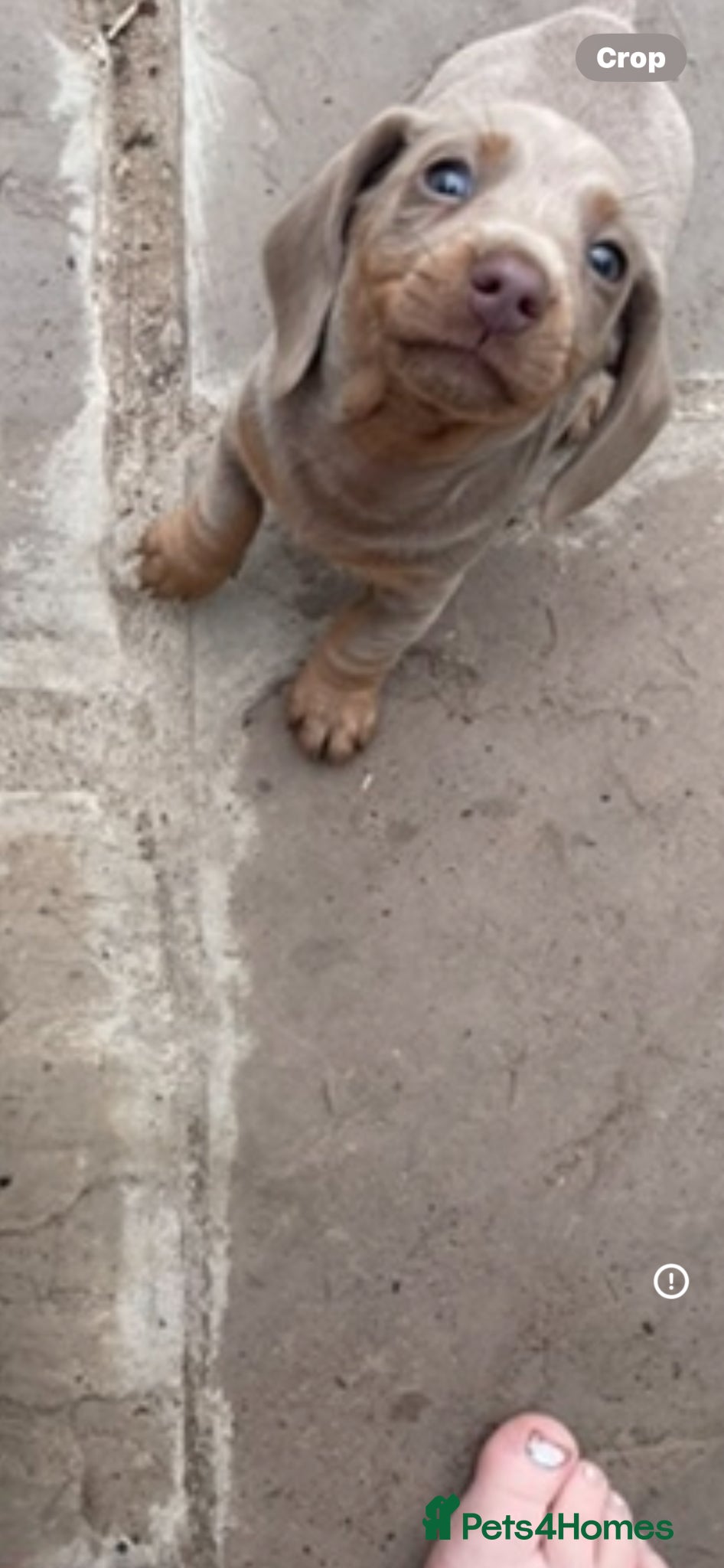 Dachshund dogs 2 LEFT Miniature Dachshund Puppies READY NOW - Advert 12