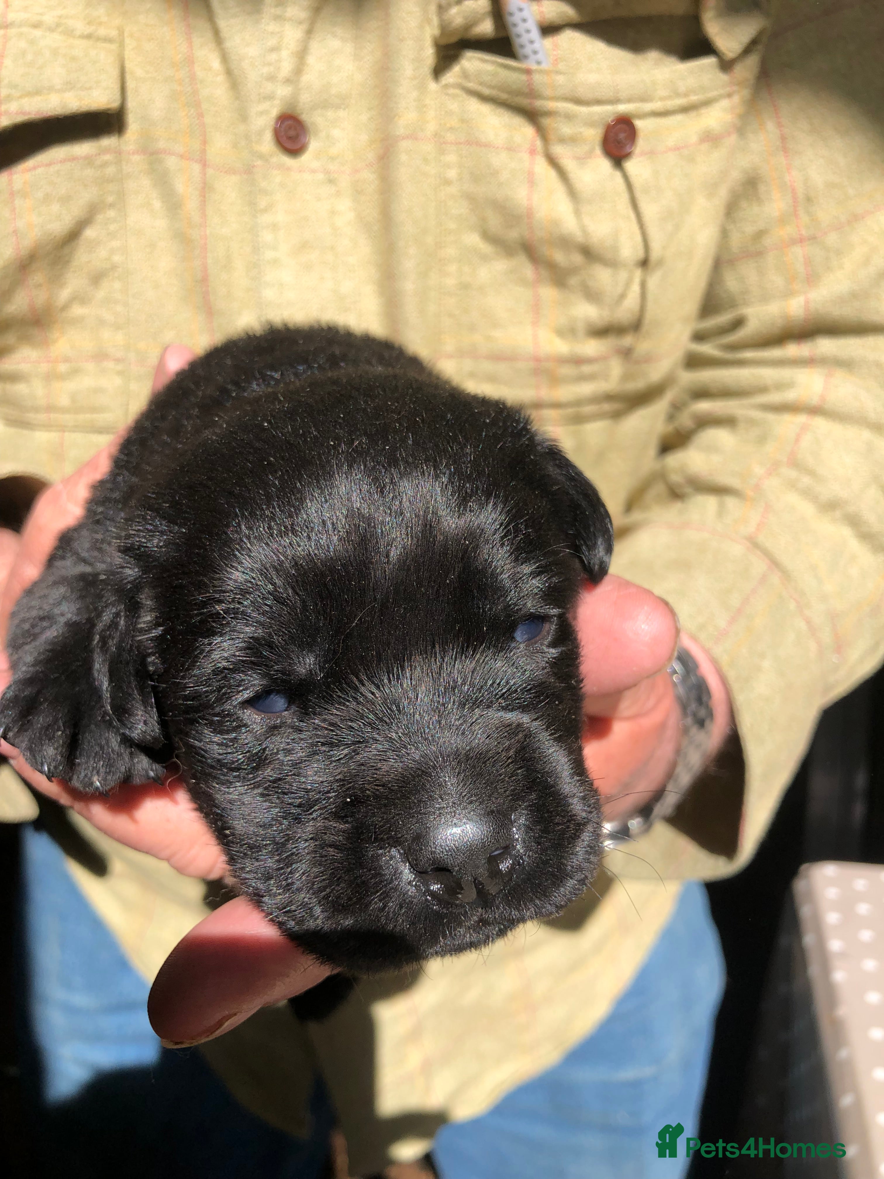 Labrador Retriever dogs Labrador Retriever puppies KC registered. - Advert 2