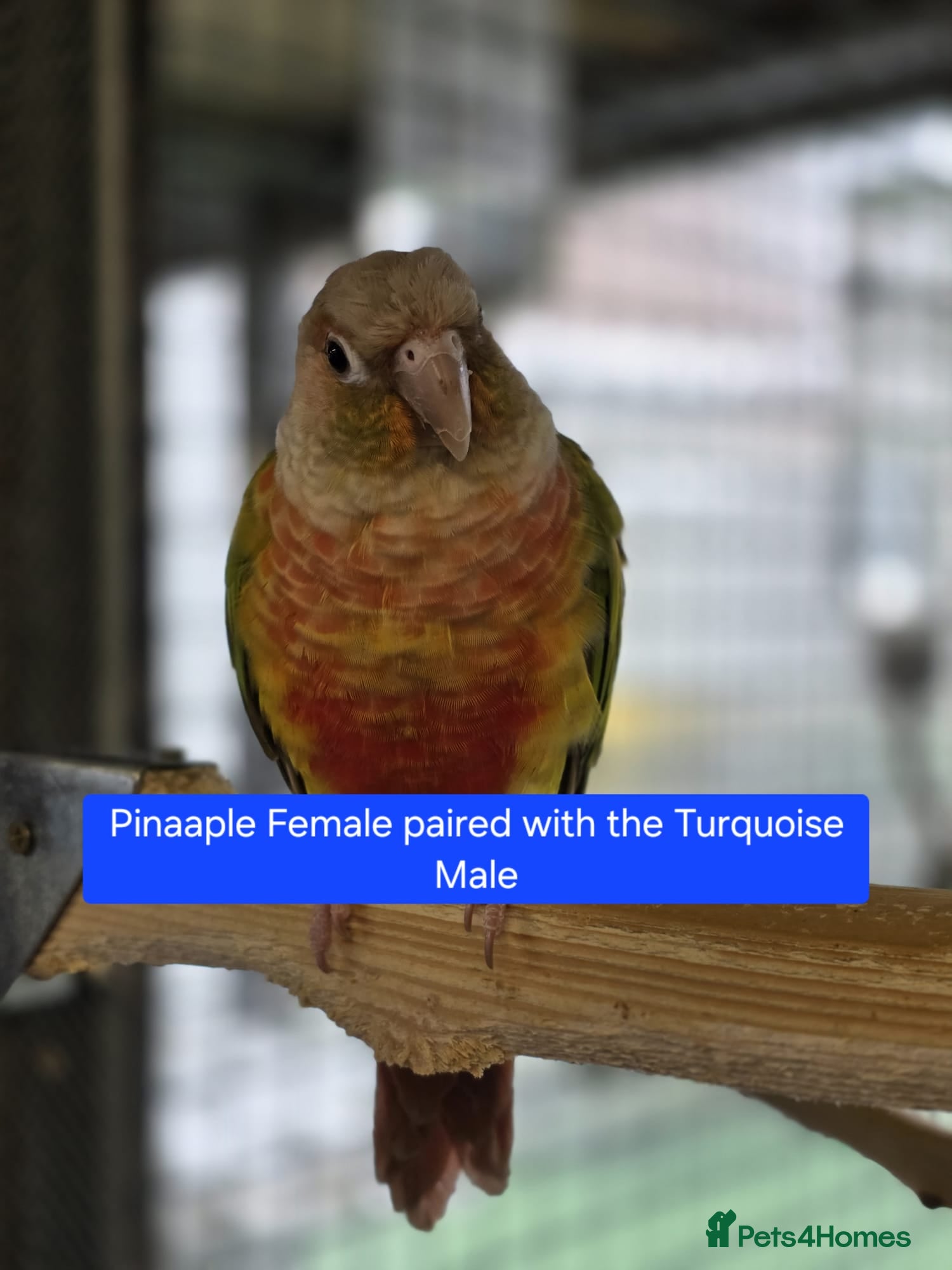 Conures birds Green Cheek conures - DNA sexed - Advert 7