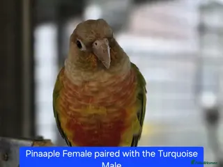 Conures birds Green Cheek conures - DNA sexed - Advert 7