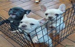French Bulldog dogs for sale: Frenchy girls - Advert 3