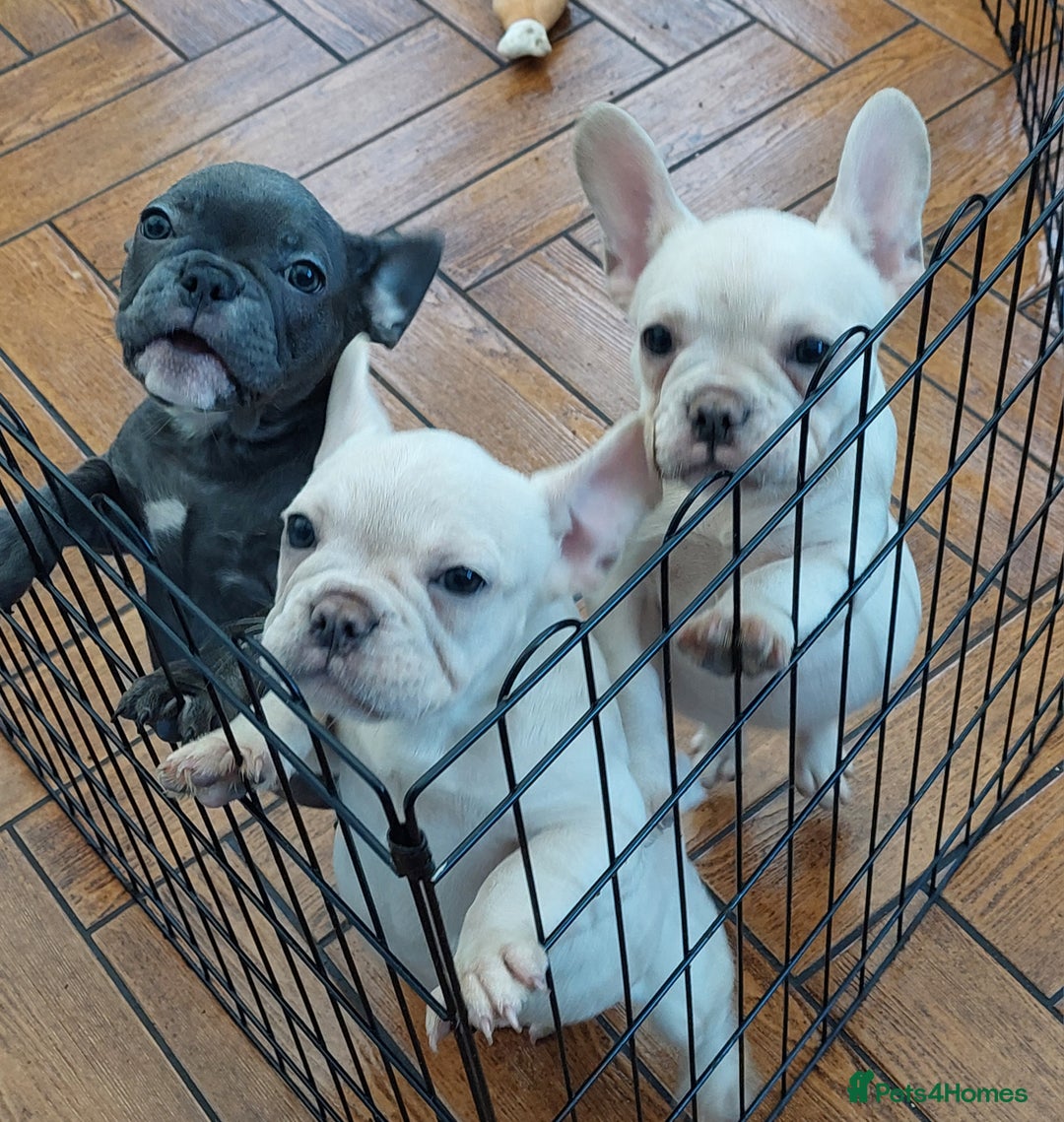 French Bulldog dogs for sale: Frenchy girls - Advert 3