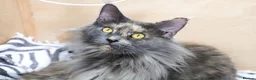 Maine Coon cats for sale: Stunning TICA Registered Maine Coon Kittens  - Advert 6