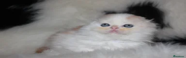 Scottish Fold Kitten 7