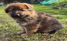 German Shepherd dogs for sale: KC reg German Shepherd Puppies - Family dogs - Image 1