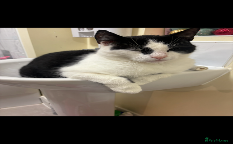 Domestic Shorthair cats - Advert 9