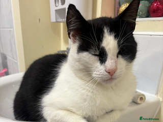 Domestic Shorthair cats - Advert 17