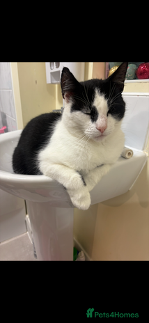 Domestic Shorthair cats - Advert 9