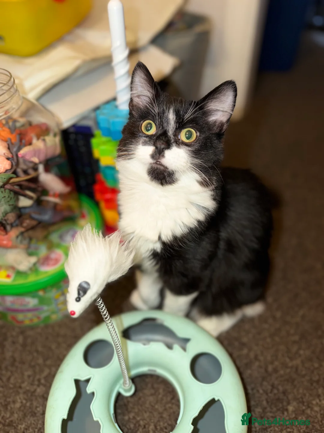 Domestic Shorthair cats for sale: Need to rehome this little boy  - Advert 2