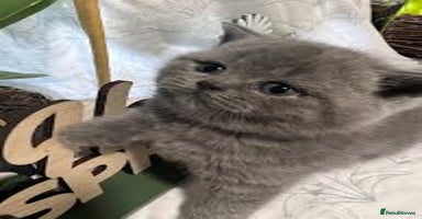 British Shorthair cats - Advert 7