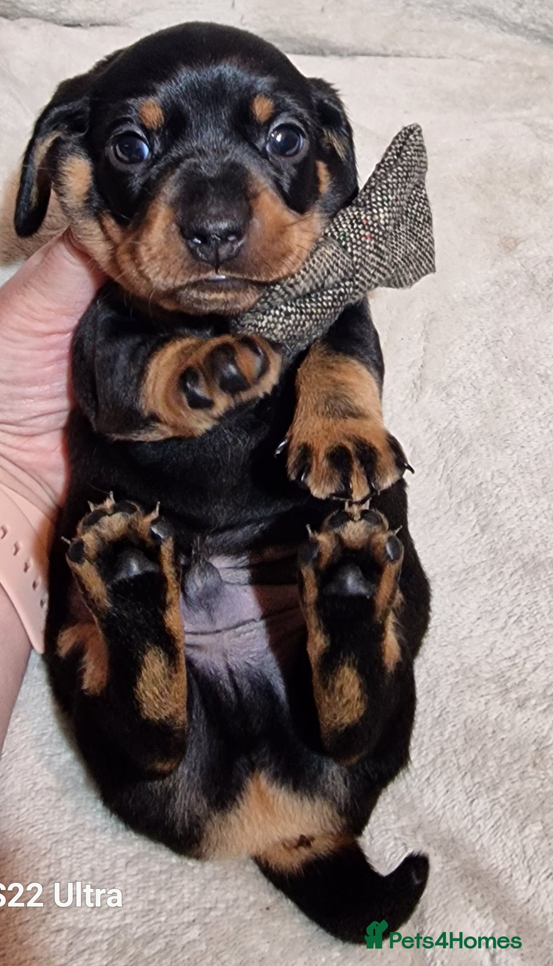 Miniature Dachshund dogs for sale: Champion bloodlines excellent quality KC miniature - Advert 28