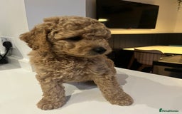 Mini Goldendoodle dogs for sale: 🌟 Mini Goldendoodle Puppies 8 Weeks Old 🌟 - Image 4
