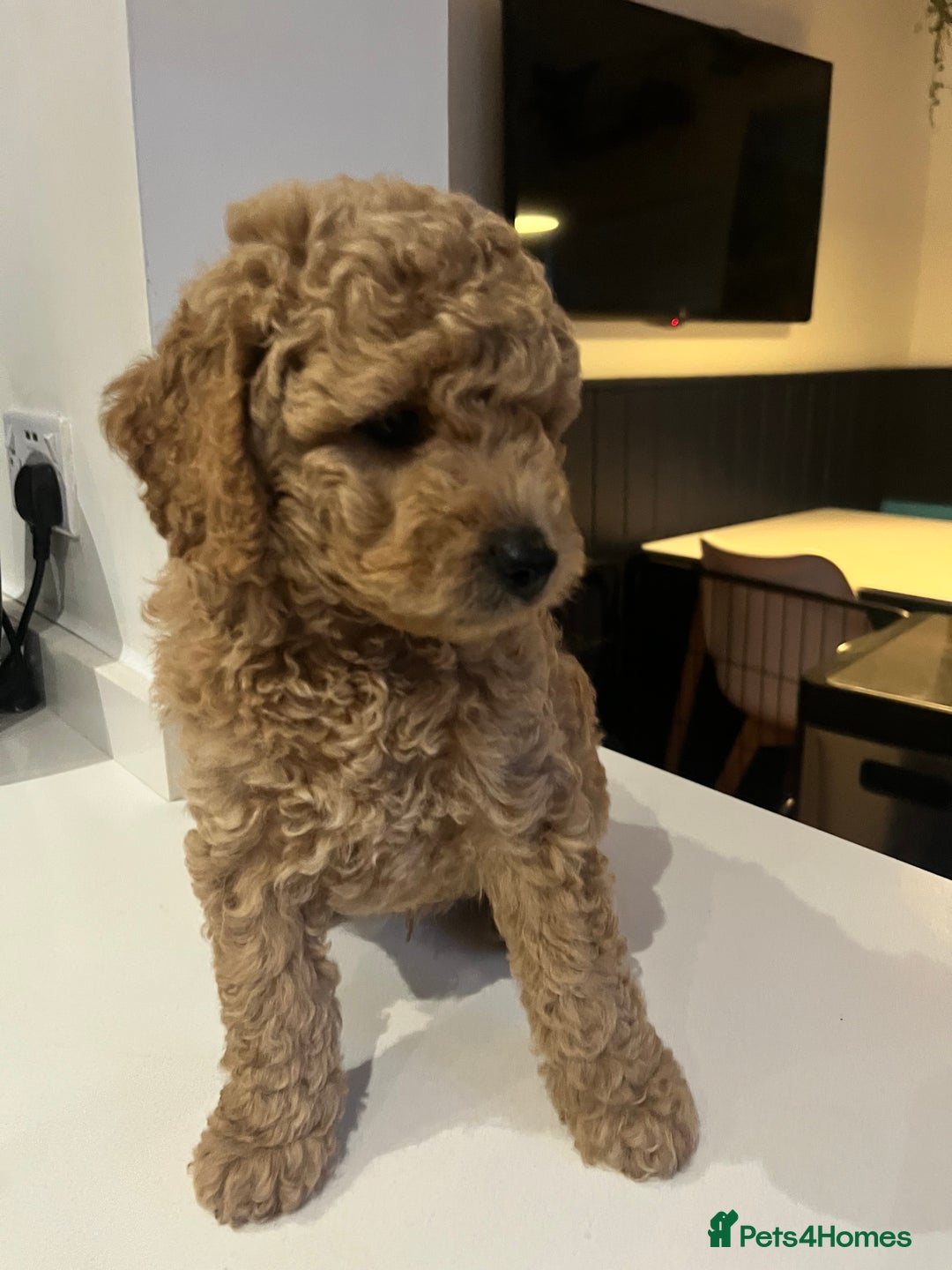 Mini Goldendoodle dogs for sale: 🌟 Mini Goldendoodle Puppies 8 Weeks Old 🌟 - Image 4
