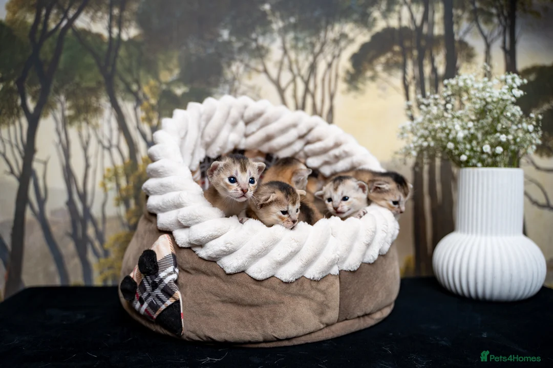 Abyssinian cats for sale: Exceptional Pedigree 6 Abyssinians-Super Friendly - Advert 17