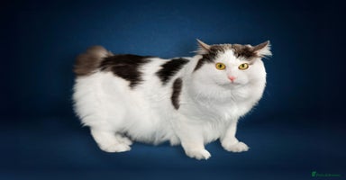 Kurilian Bobtail cats - Advert 3