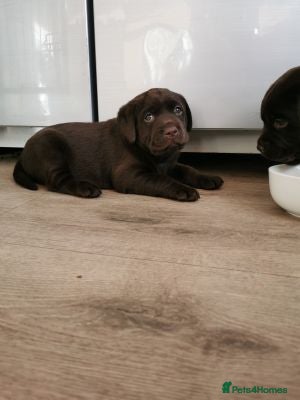 Labrador Retriever dogs Gorgeous labrador retriever girl - Advert 10