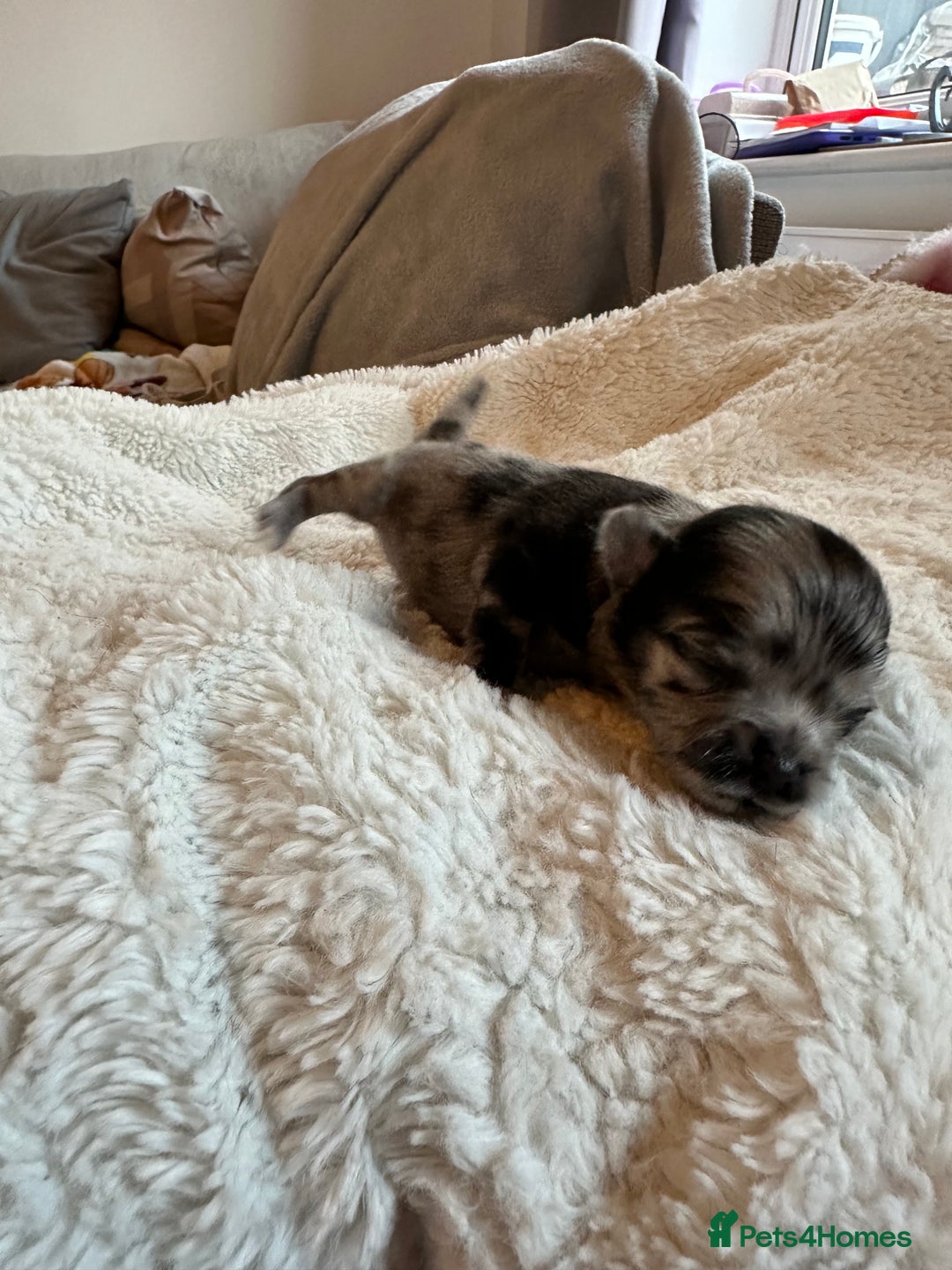 Pomeranian dogs for sale: Xs Pomeranian puppies  - Image 2