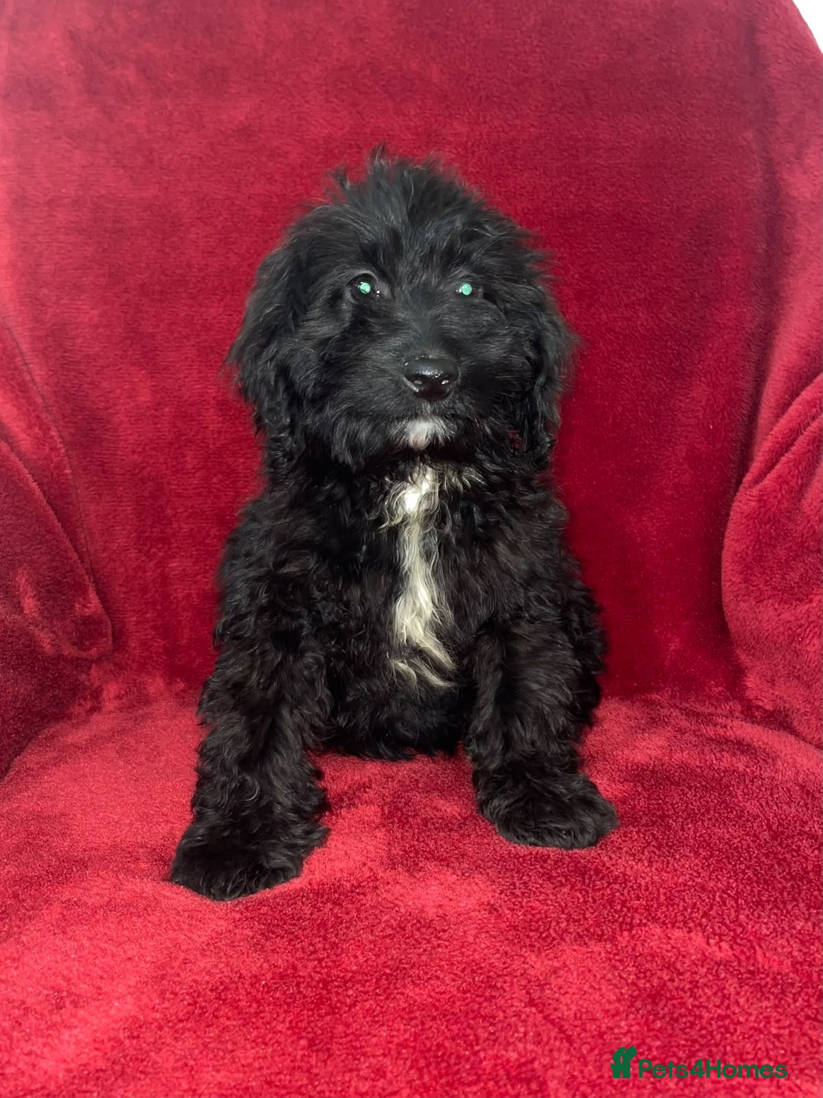 Cockapoo dogs for sale: F1 Black Cockapoo puppies - Advert 1