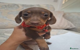 Miniature Dachshund dogs for sale: 5 miniature dachshund - Image 12