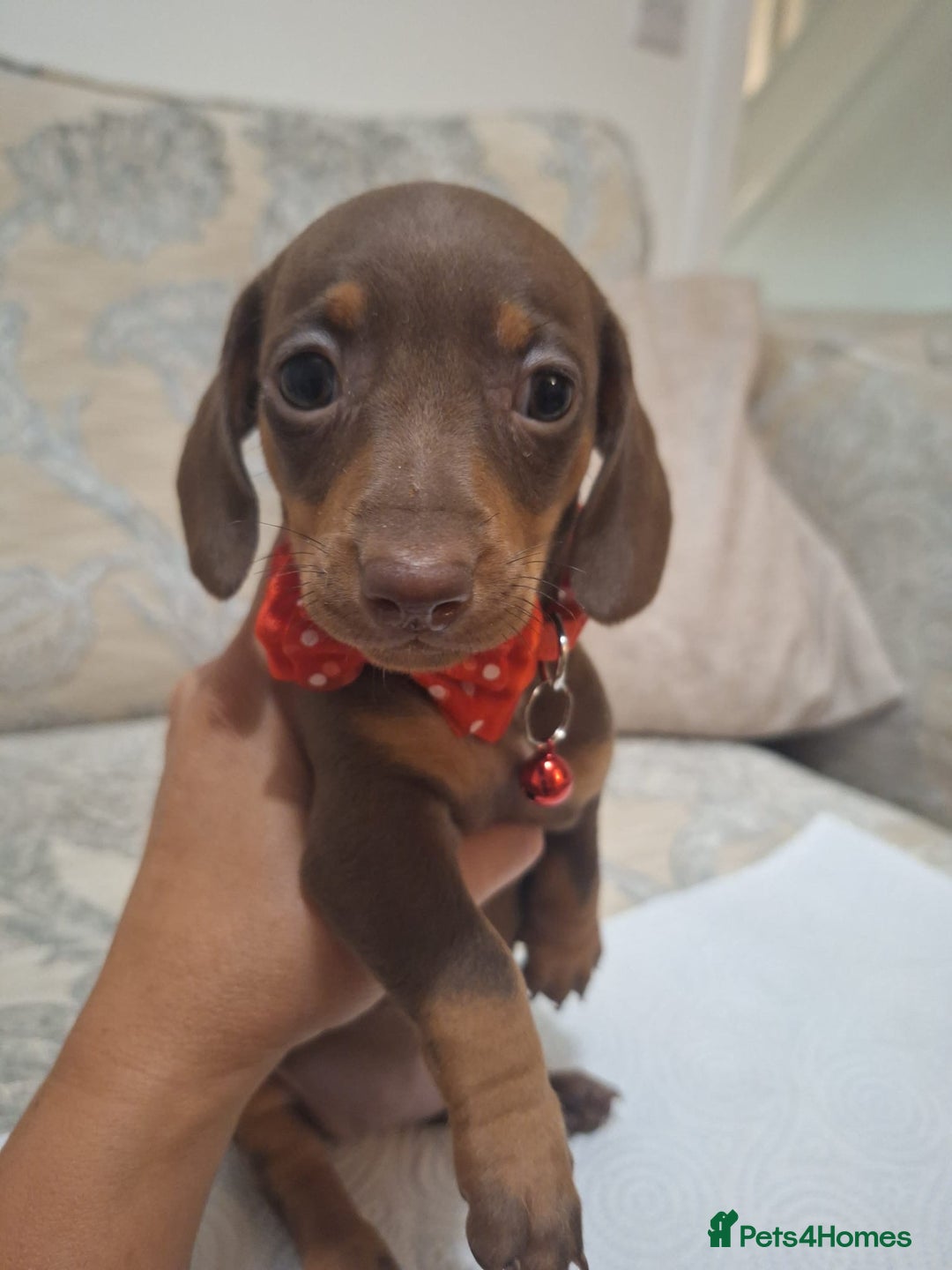 Miniature Dachshund dogs for sale: 5 miniature dachshund - Image 12