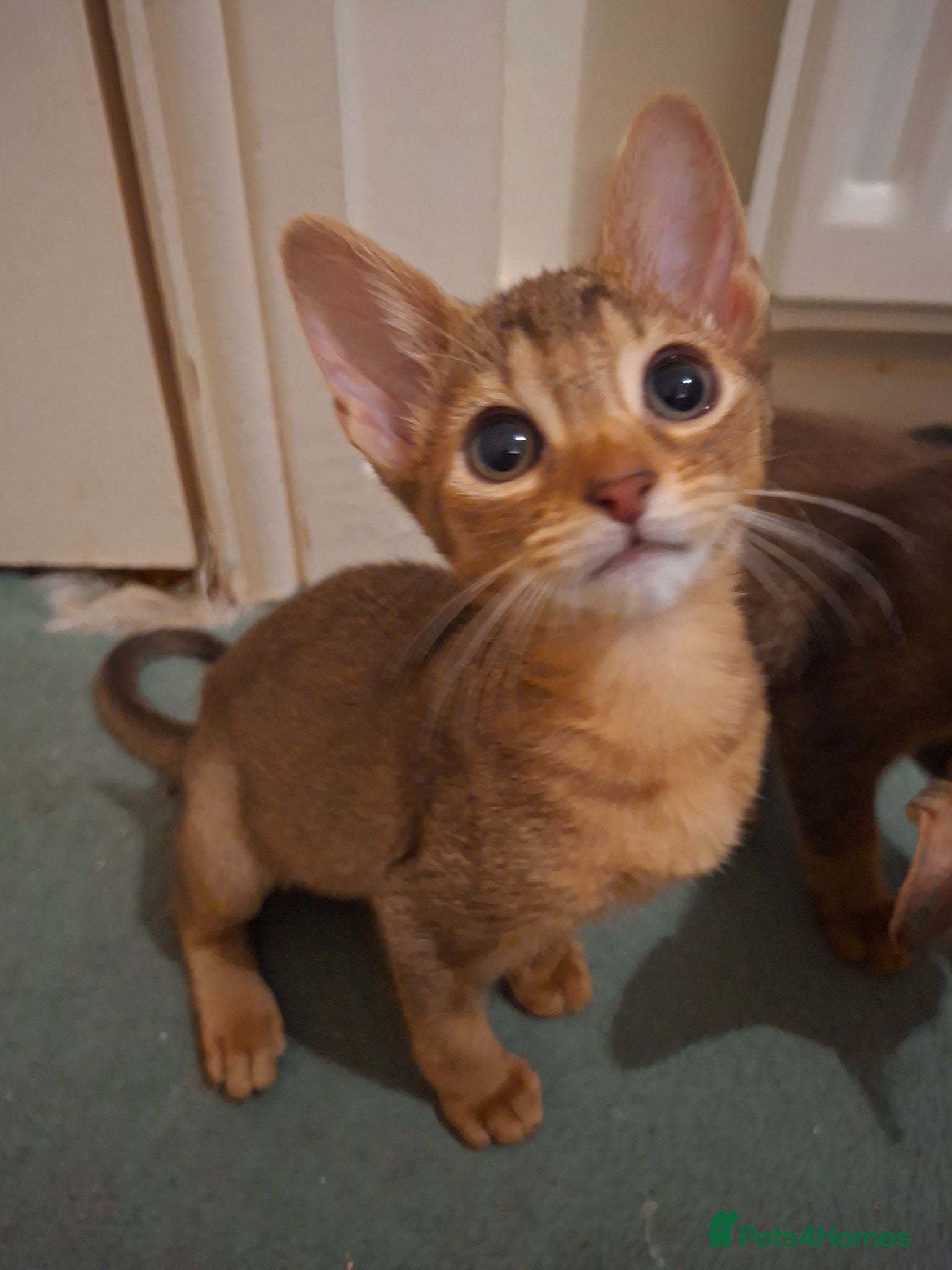 Mixed Breed cats Kittens looking for new homes - Advert 2