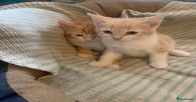 Domestic Shorthair cats - Advert 12