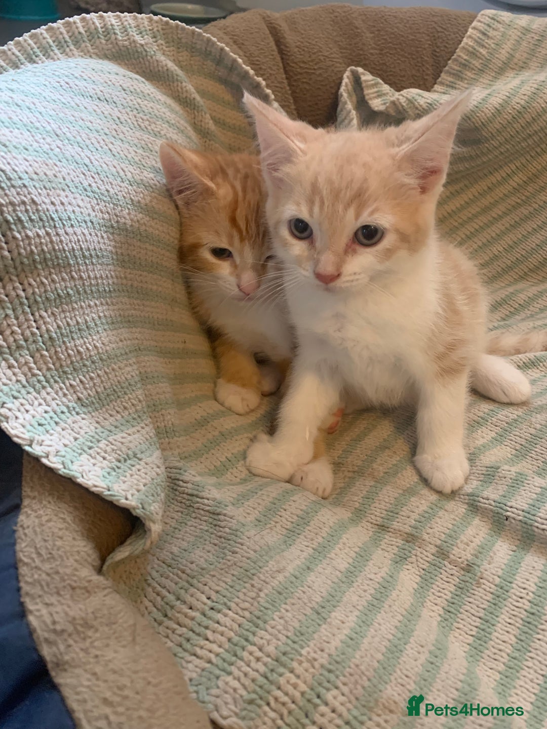 Domestic Shorthair cats for sale: 2 BEAUTIFUL MALE KITTENS AVAILABLE NOW😸 - Image 2