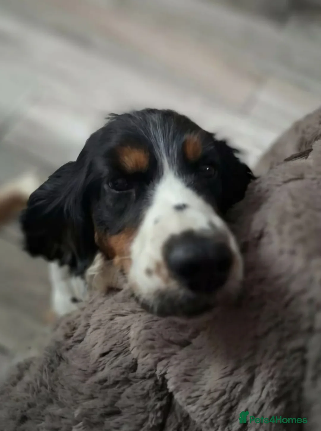 Cocker Spaniel dogs for sale: Beautiful girl looking for new home - Advert 2