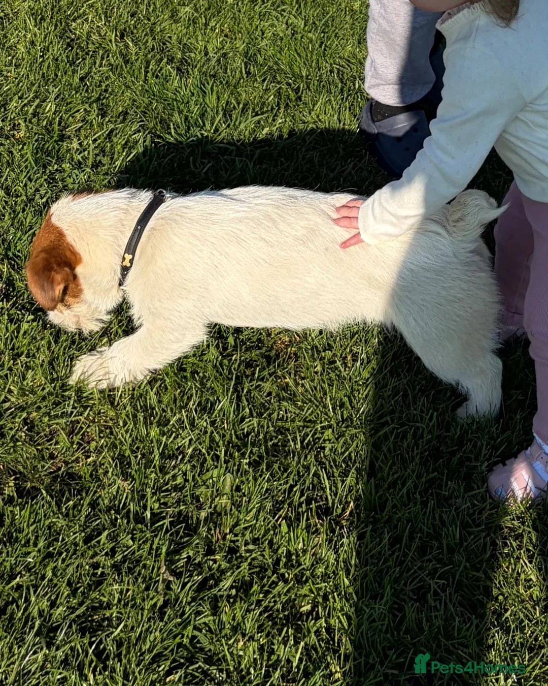 Jack Russell dogs for sale: Jack Russell girl in Iver - Advert 5