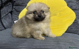 Pomeranian dogs for sale: ✨ Fluffy Pomeranian Puppies – Ready in October! - Image 6