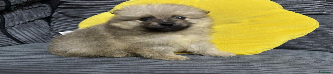 Pomeranian Puppy 2
