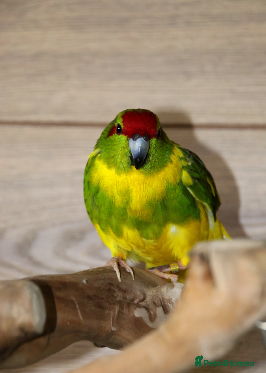 Parrots birds for sale: Talking Parrot and bird Available - Advert 16