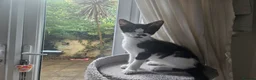 British Shorthair cats for sale: 2 Female Black and White kittens - Advert 2