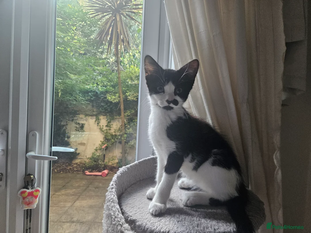 British Shorthair cats for sale: 2 Female Black and White kittens - Advert 2