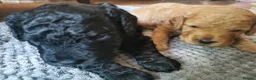 Cockapoo dogs for sale: Exceptional Home-Reared F2b Cockapoo Puppies 🐾 - Advert 5