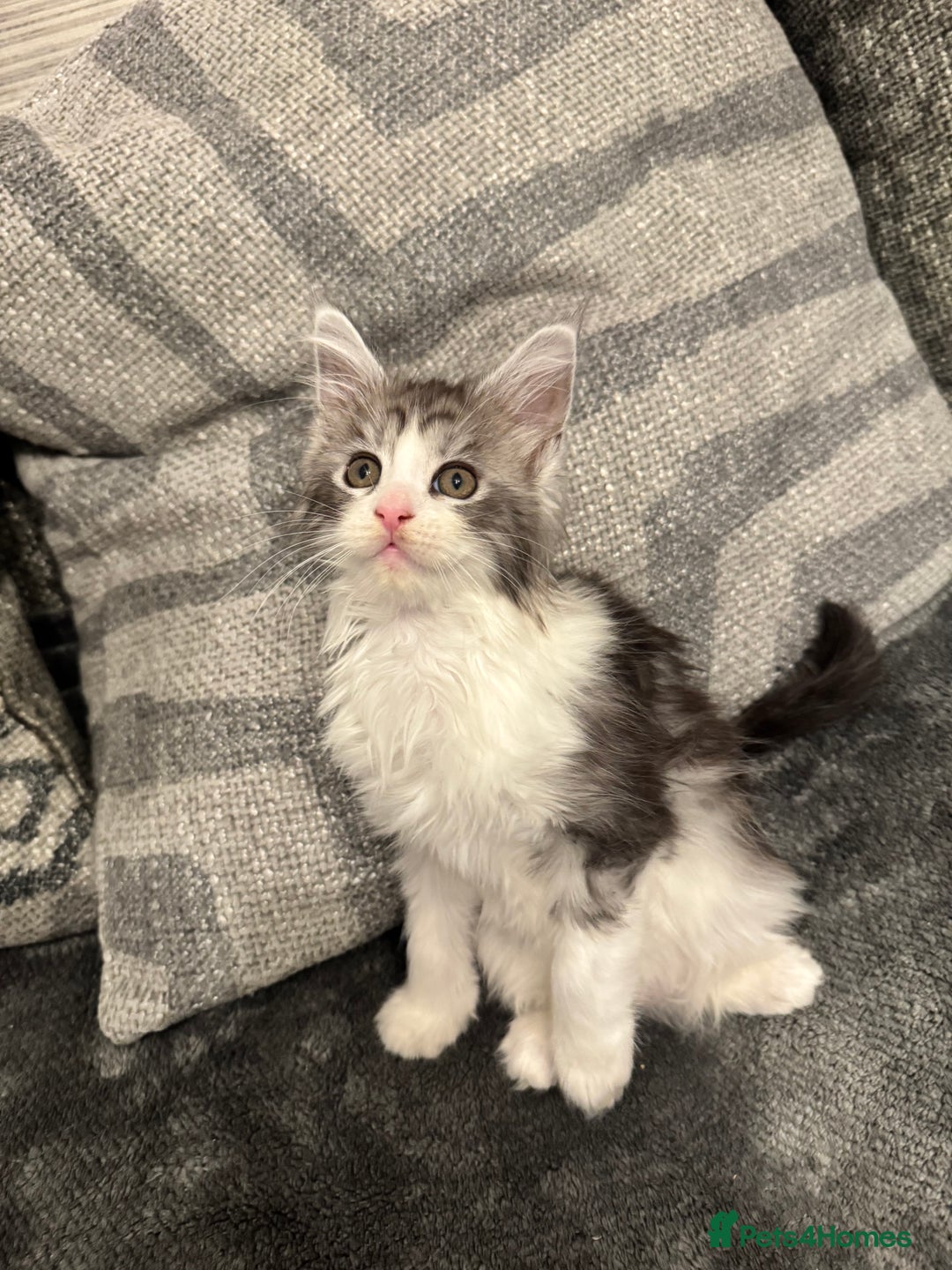 Maine Coon cats for sale: Maine Coon kittens/ Ready to Now    - Advert 25