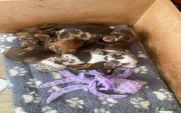 Dachshund dogs for sale: 3 male 2 female dashound puppies ready to go. - Image 11