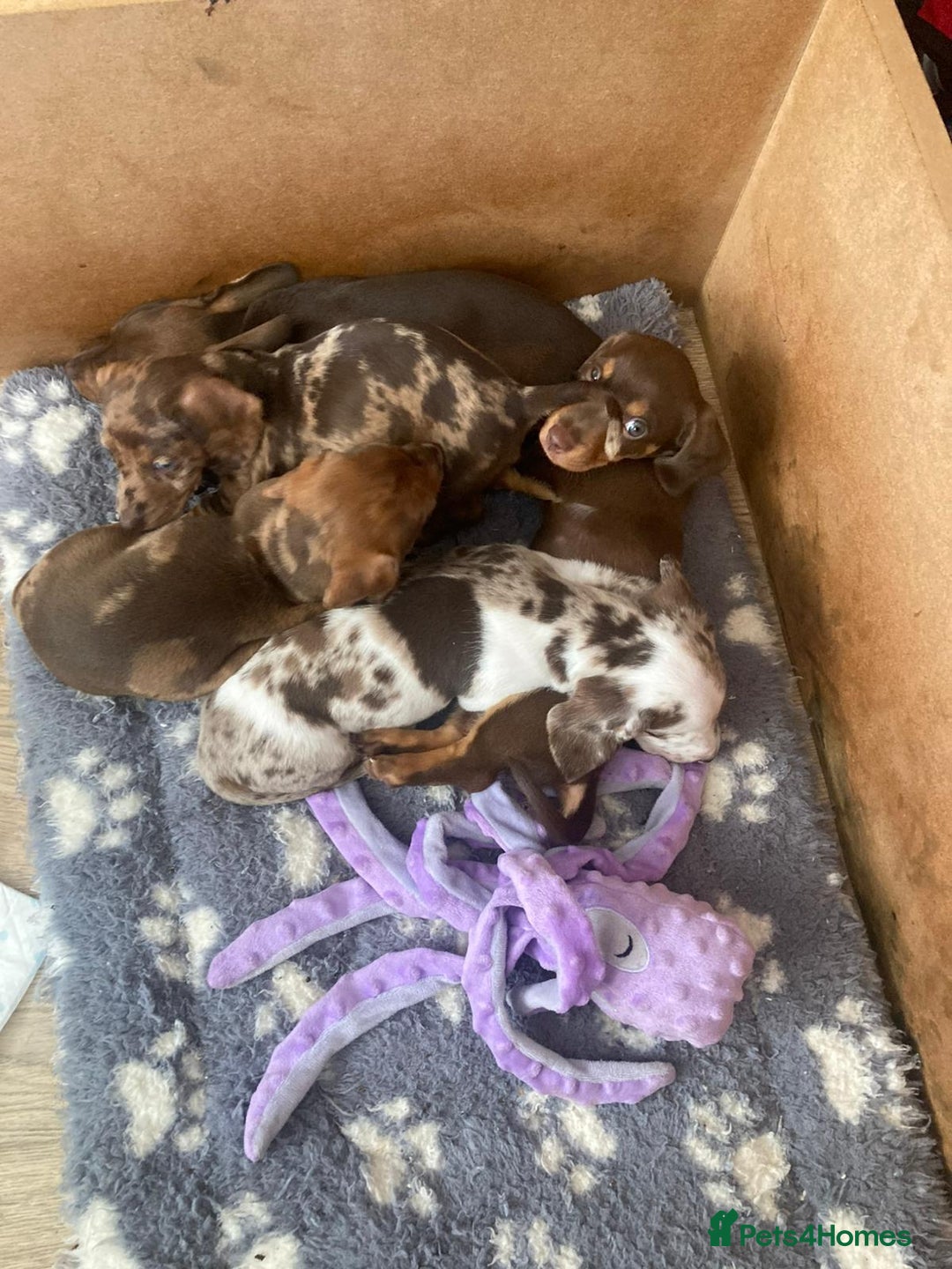 Dachshund dogs for sale: 3 male 2 female dashound puppies ready to go. - Image 11