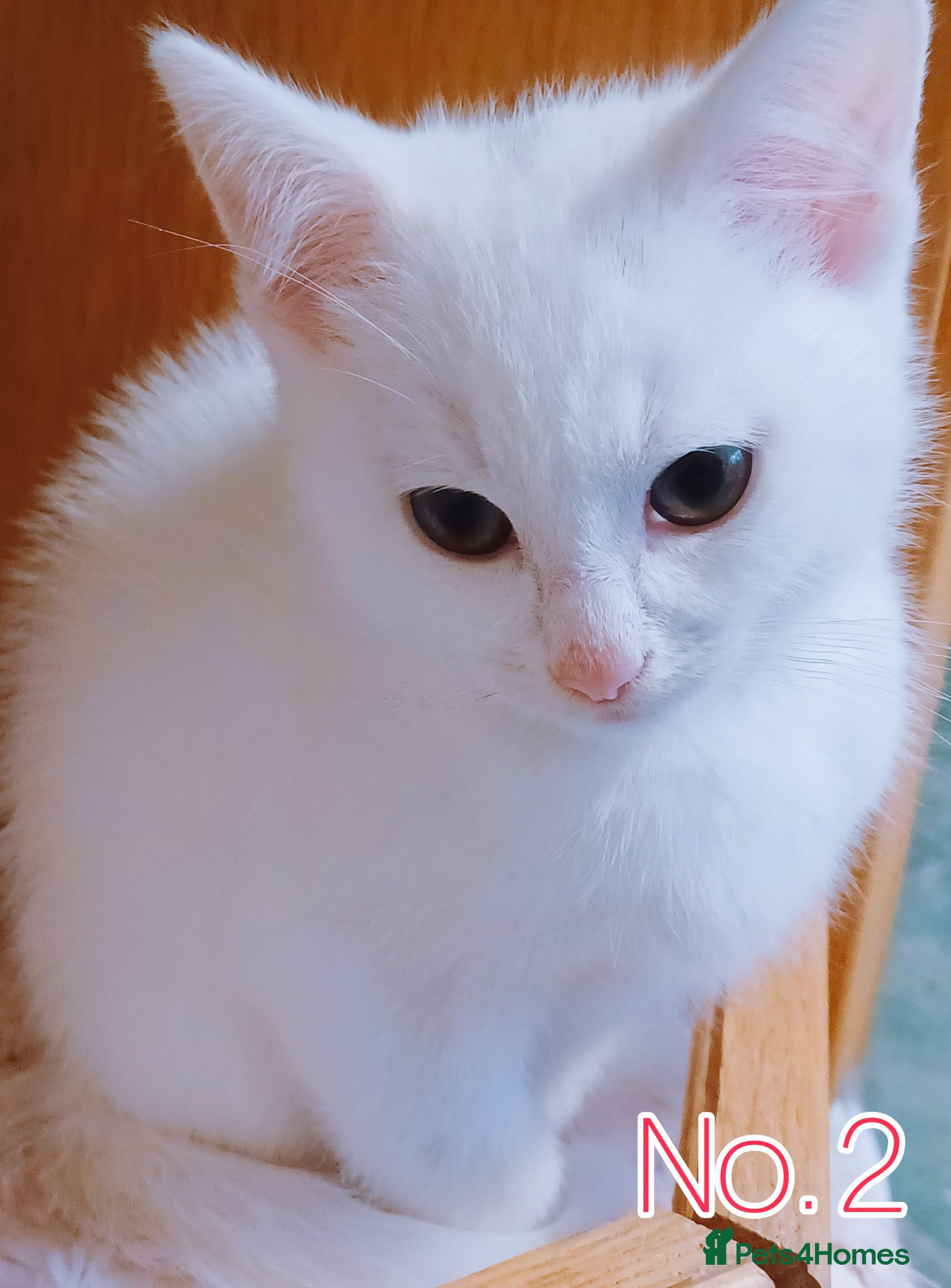 Mixed Breed cats Ready Now - Trained Ragdoll Mix Kittens Blue Eyes - Advert 1