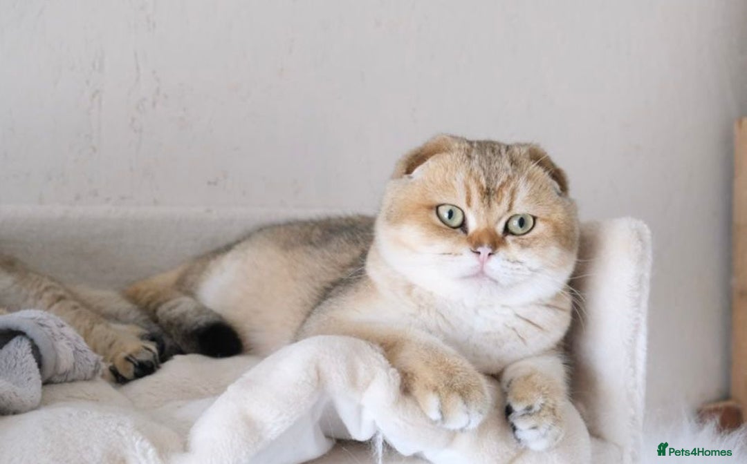 Scottish Fold cats for sale: 🐾 Adorable Pedigree Scottish Kittens! 🐾 - Advert 4