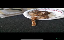 Bengal cats for sale: Gorgeous Bengal for Sale - Image 1