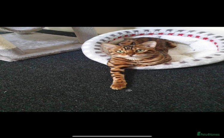 Bengal cats - Advert 2