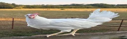 Chickens poultry for sale: Point of Lay Hybirds for Sale! 🐓  in Worcester - Advert 8