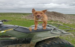 Australian Kelpie dogs for sale: Kelpie pups - Image 12