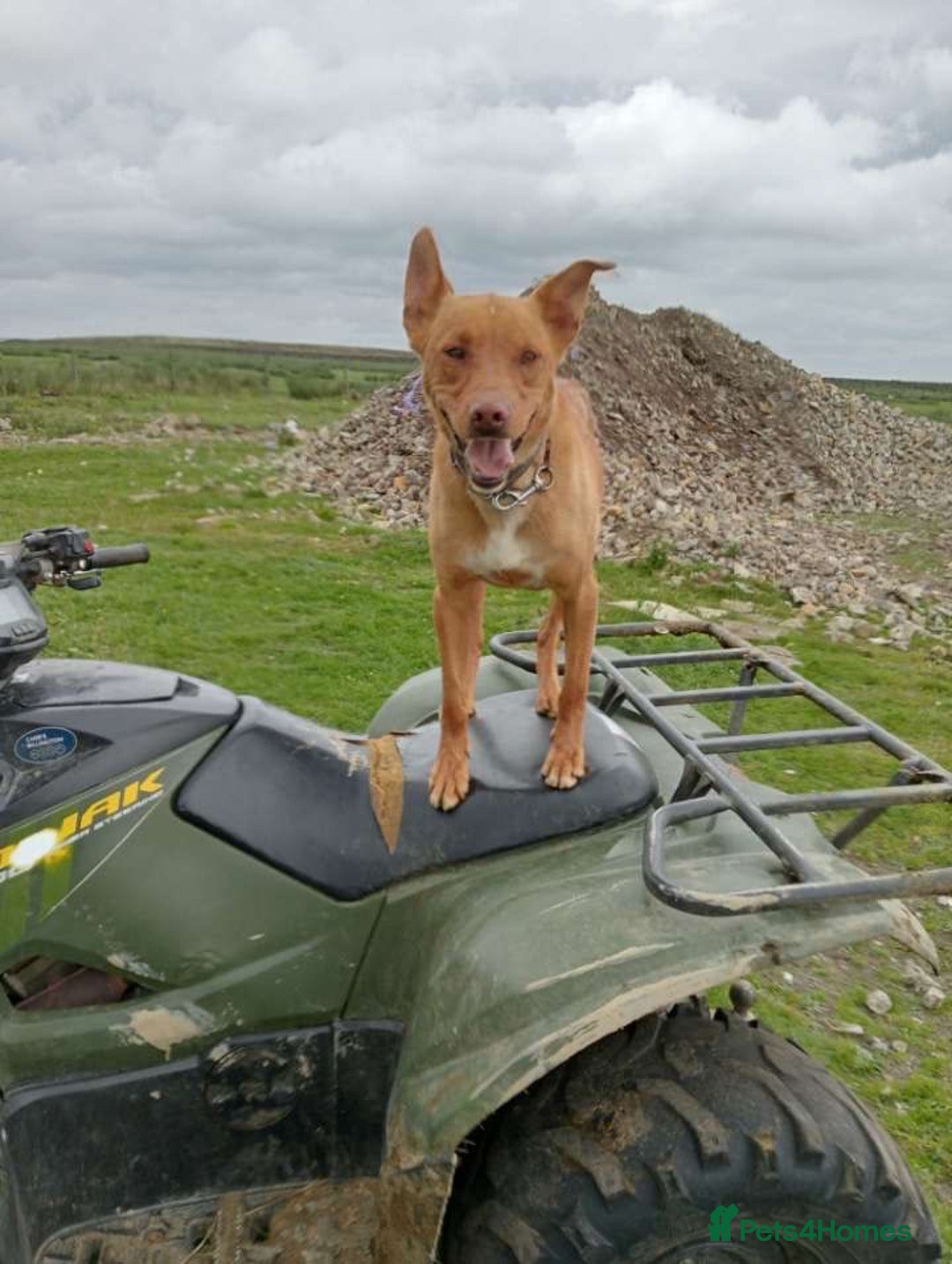 Australian Kelpie dogs for sale: Kelpie pups - Image 12