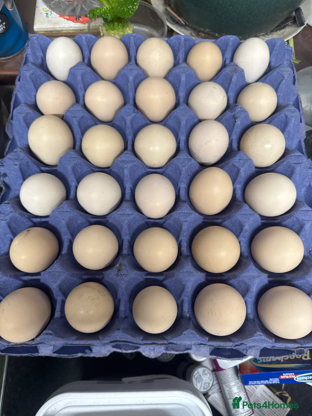 Chickens poultry for sale: Mixed colour + (smooth and frizzle) pekins - Advert 1