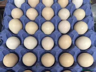 Chickens poultry Mixed colour + (smooth and frizzle) pekins - Advert 6